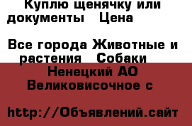 Куплю щенячку или документы › Цена ­ 3 000 - Все города Животные и растения » Собаки   . Ненецкий АО,Великовисочное с.